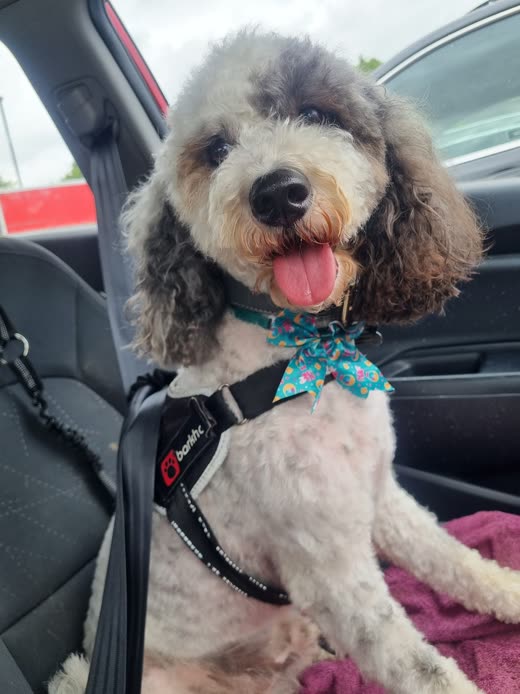 Grey merle poodle-cross with a fresh trim and a teal bow, tongue out